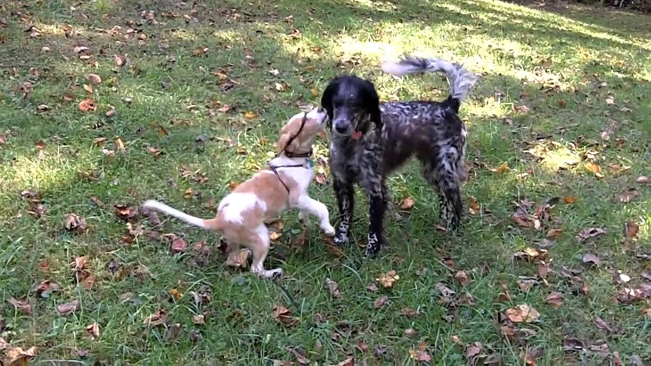 Annie Loves Huckleberry