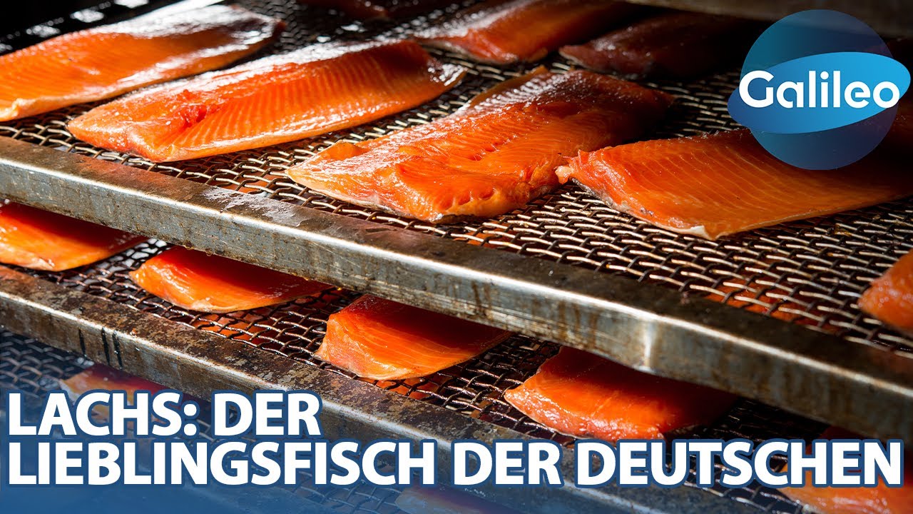 1000Kg Lachs pro Tag! 
