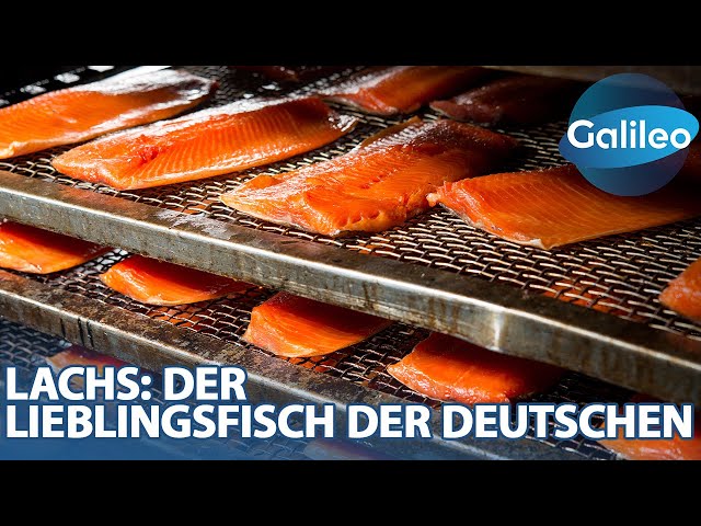 1000Kg Lachs pro Tag! "Galileo"- Reporterin Nadine bei der Räucherlachs-Herstellung