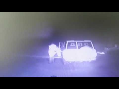 Собака угнала машину своего хозяина и попала в дтп
