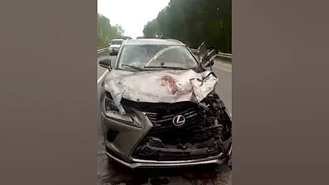 Нападение медведя на Лексус на дальнем востоке, Смотреть до конца. Жесть.