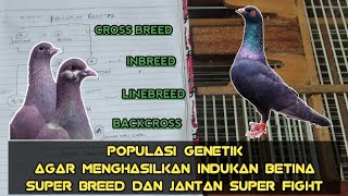 Populasi Genetik|Kawin Silang Mencetak Indukan Betina Superbreed Dan Jantan Superfight