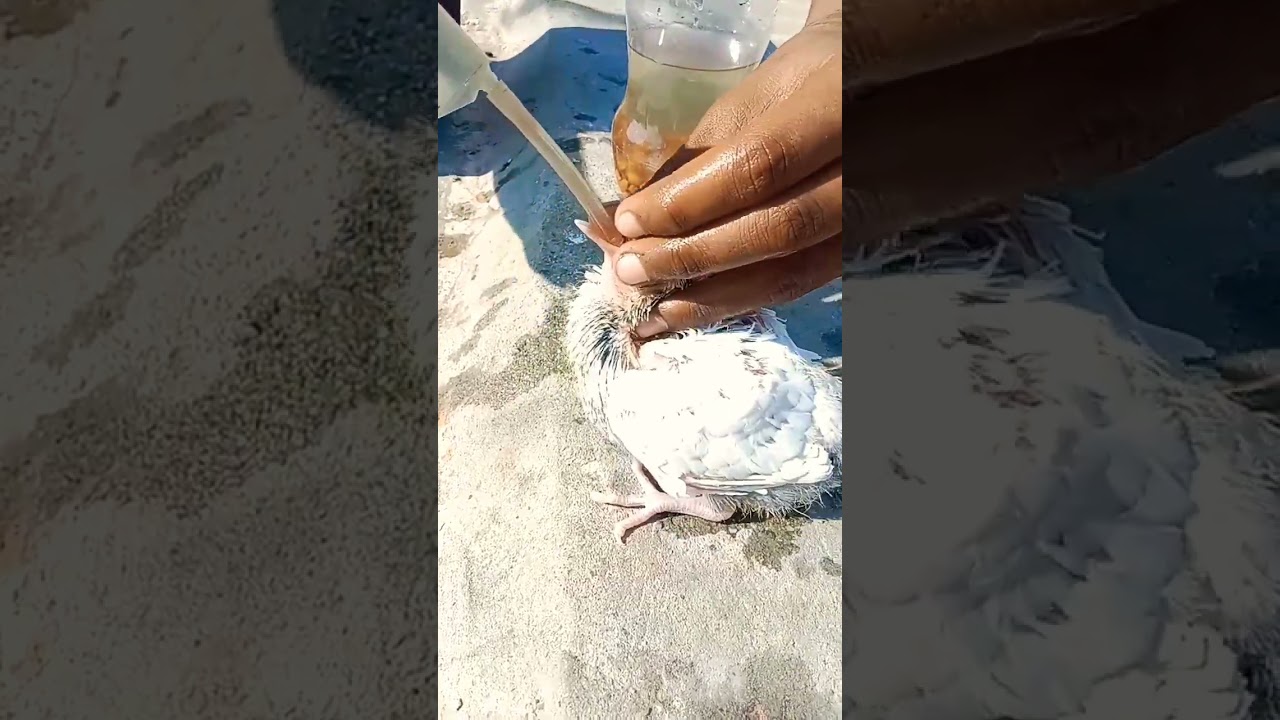 Baby pigeon hand feeding 