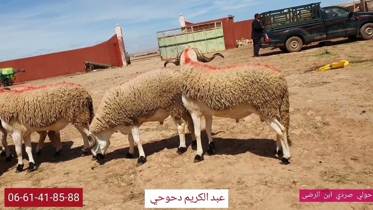أحسن فوحول ليغدي يخدم بيهم الكساب الكبير الدحوحي عبد الكريم بتوفيق الجميع