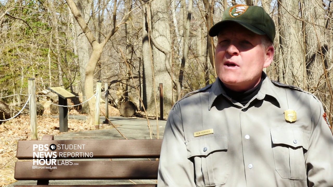 Deer Overpopulation in Rock Creek Park