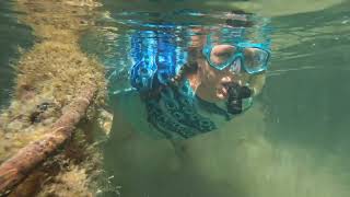 MDI Dive Crew - Mangroves Snorkel in the Florida Keys