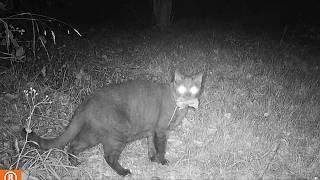 Le chat et sa souris