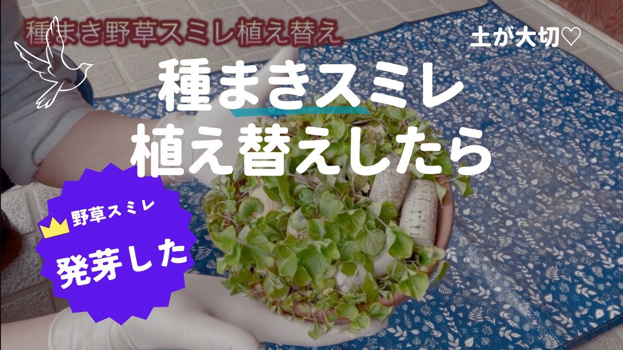 【野草スミレ】種まき発芽後植え替えしたらとんでもない事になりました😇愛好家様どうか怒らないでください🥲😘