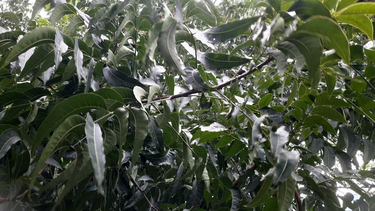 বর্ষাকালে অনেক রকমের পোকামাকড় দেখা যায় তবে এটা কি পুকা নাম জানিনা🤔🐛🦠