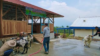 Koleksi Domba Garut Di Kandang Mewah Dan Super Besar. Cisurupan, Garut, Jawa Barat