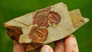 Finding 400-500 Million Year Old Trilobite Fossils in Georgia! The Oldest Fossils I Have Ever Found!