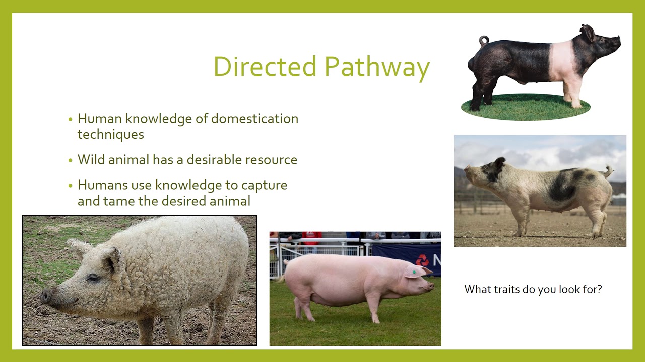 Domestication of Pigs