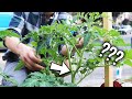 Don&#39;t Let This Tomato Plant Trick Fool You!