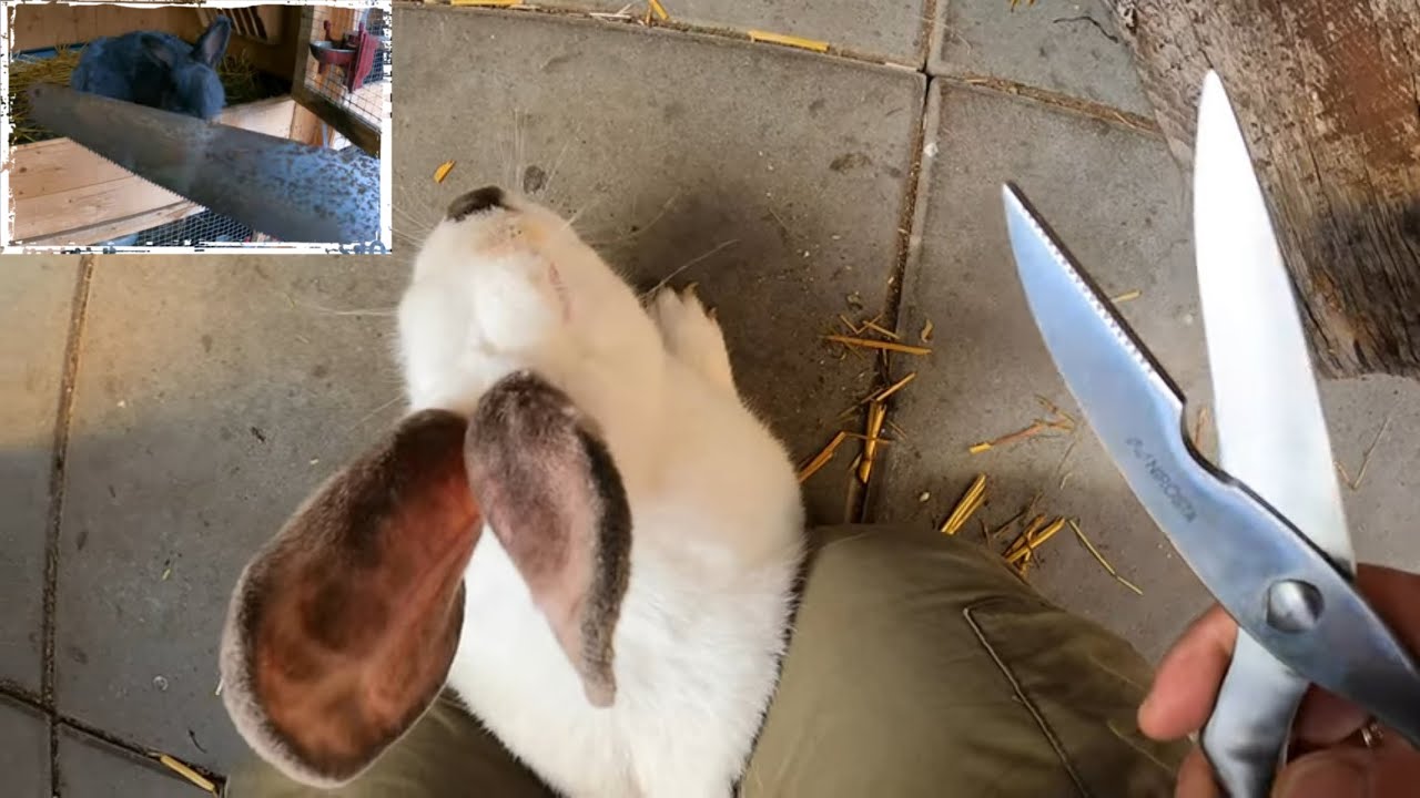 Einmal kämmen und Krallen schneiden beim Kaninchen YouTube