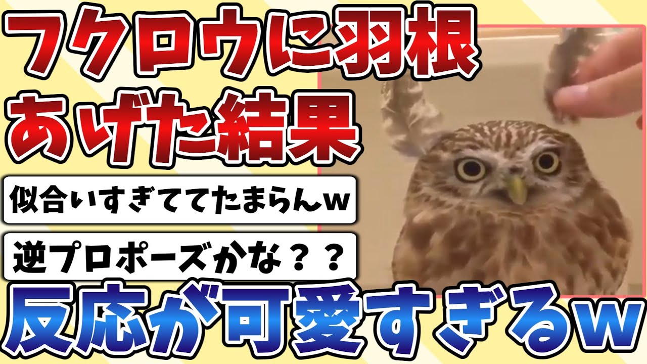 【2ch動物スレ】『フクロウ』に羽根をプレゼントした時の反応が可愛すぎるｗｗｗ