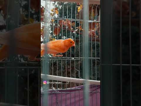 موسيقى حزينة ومشاهد خريفية جميلة 