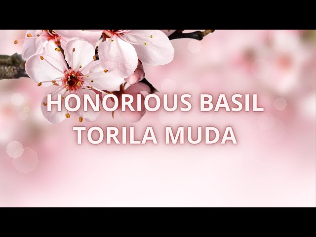 HONORIOUS BASIL - TORILA MUDA class=