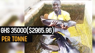 How to make GHS 35000($2,965.96) per tonne from Catfish Farming in 2023 - Complete Beginner's Guide
