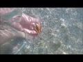 Finding Shells and Shark's Teeth using an Ocean Viewer in Venice, FL