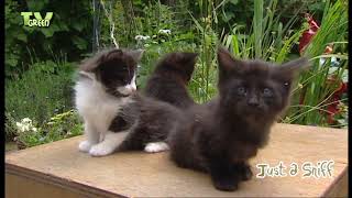 CameraTalk: Turkse Angora Kittens #2 (TVseries Cats & Dogs)