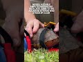 Box turtle at Mississippi Aquarium gets custom 3D-printed wheelchair