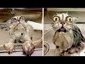 The funniest Animals will make your day brighter