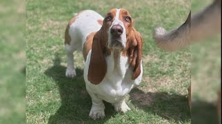 'He was deliberately shot' | North Texas family seeks answers after beloved dog is shot and killed