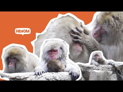 СНЕЖНЫЕ ОБЕЗЬЯНЫ КУПАЮТСЯ