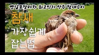 How to catch sparrows in the easiest way.