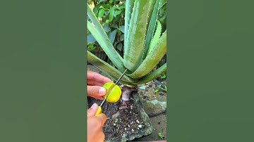 This is how I take care of my aloe vera plant every day #shorts #aloevera