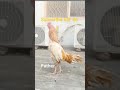 #birds #chicken #shortvideo #love #pigeon #subscribe
