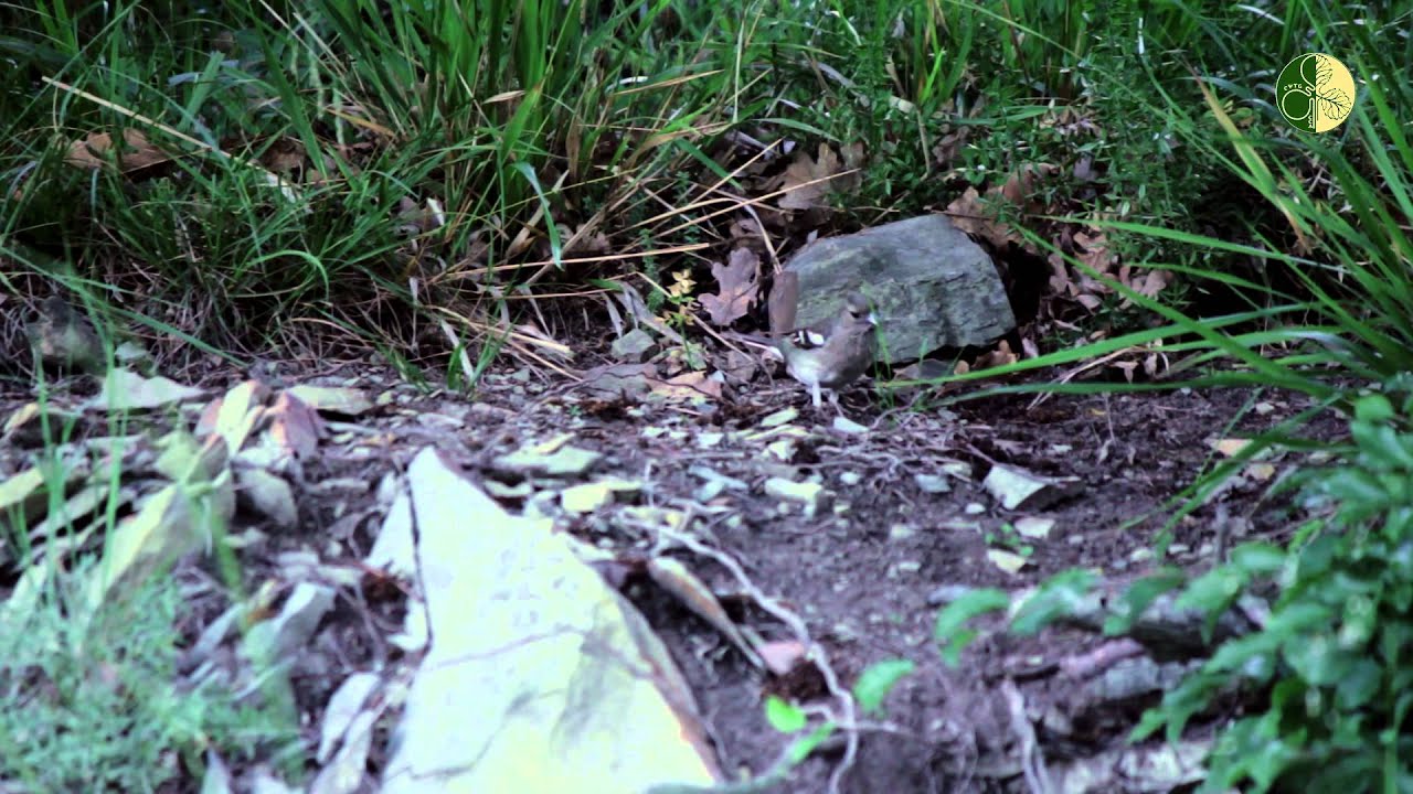 Зональная практика 2014 (биологический факультет МГУ) - YouTube