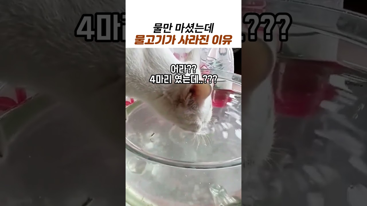 어항 물 마시는 척 물고기 슬쩍하는 고양이 현장 검거 ㅋㅋㅋ #고양이 #어항 #물고기