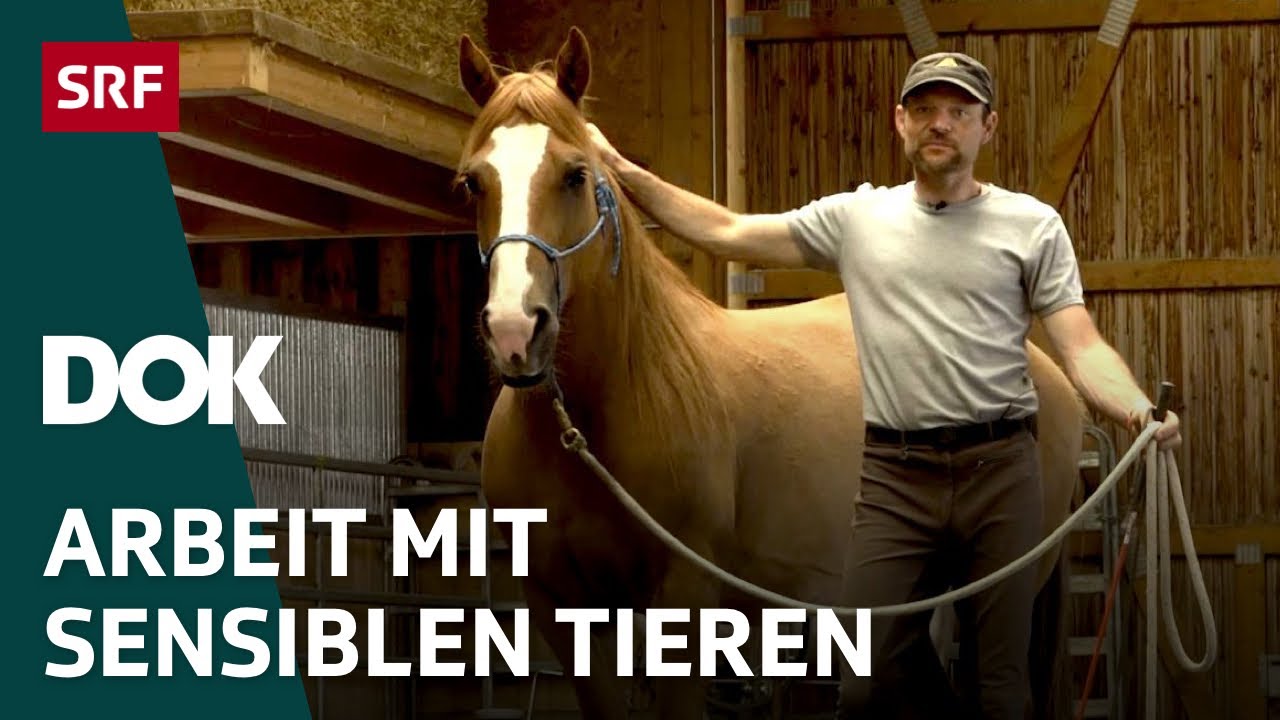 Wilde Mustangs ganz zahm