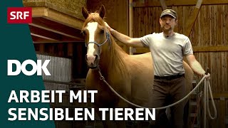Der Pferdeflüsterer und sein Mustang – Pferdetraining im Appenzellerland | DOK | SRF