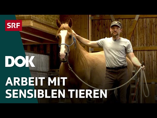 Der Pferdeflüsterer und sein Mustang – Pferdetraining im Appenzellerland | DOK | SRF