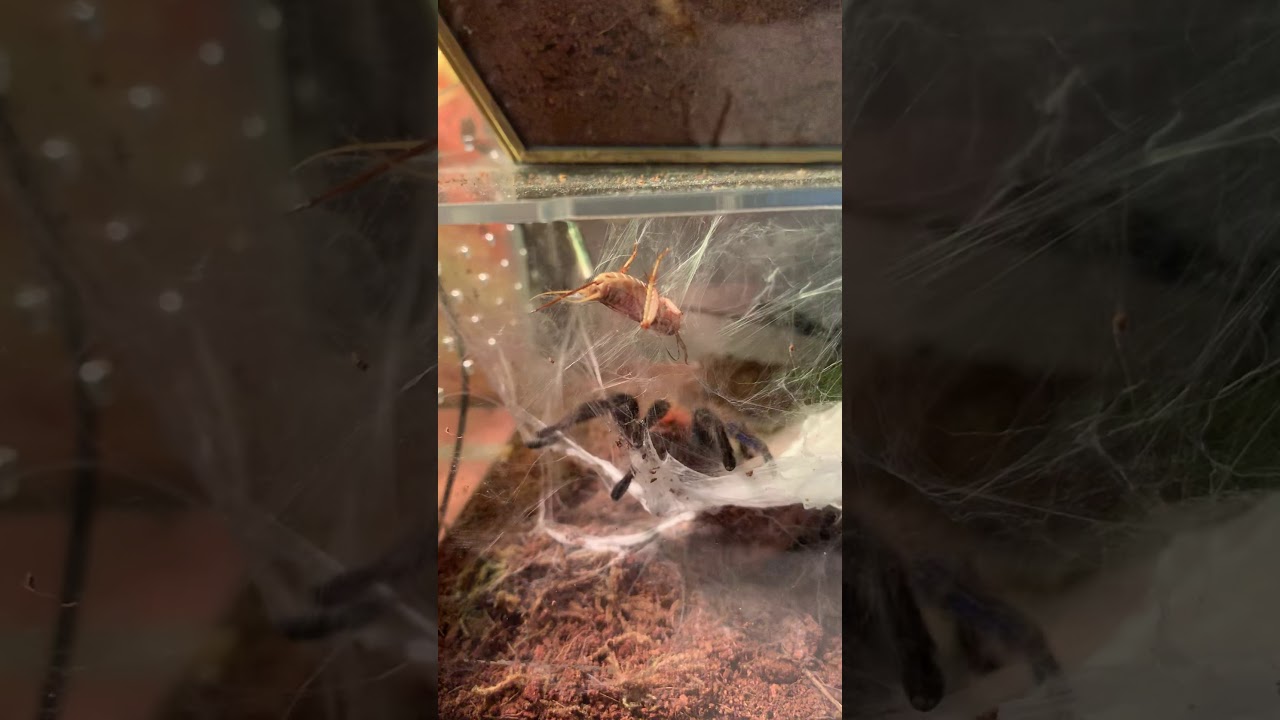 Green Bottle Blue Tarantula Care (Complete Guide) - SnakeTracks.com