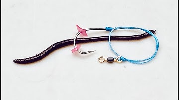 Top Live Bait Rig For Worms - Fishing Rig - Cách móc giun sống khỏe