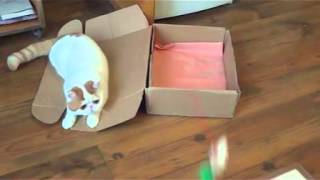 Кот Снупи и Коробка/ Cat Snoopy and Box Кот Снупи и Коробка/ Cat Snoopy and Box