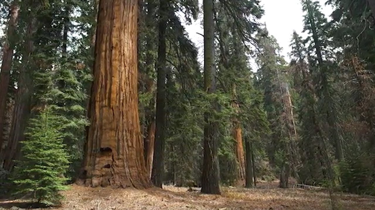 Giant sequoia forest preserved in landmark conservation deal