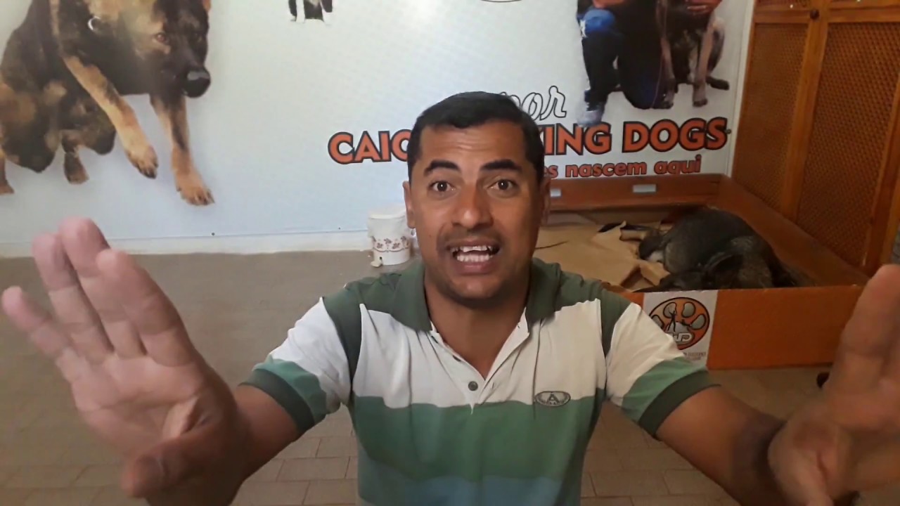 CUIDADOS PARA PRODUZIR CÃES EXCELENTES PARA ADESTRAR pastor belga