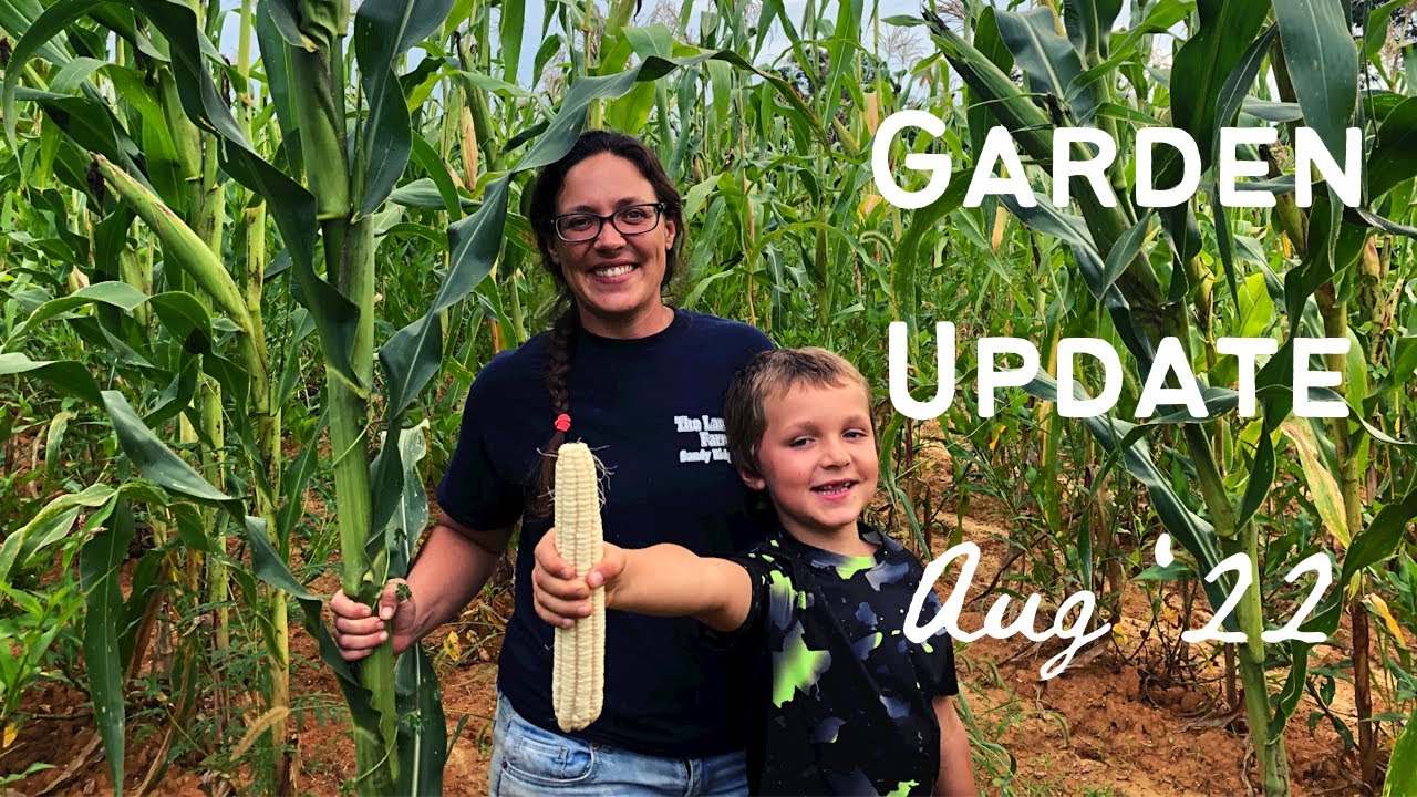 Garden Update Aug '22 (Sweet Potatoes & Hickory King Corn) YouTube
