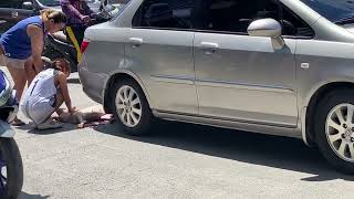 Dog hit by car