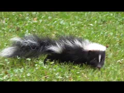 baby skunk in our yard - part 1