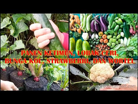 Video: Lobak Hijau Di Kebun - Bagaimana Dan Kapan Memilih Lobak Hijau