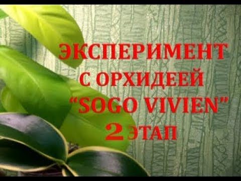 Орхидея 'Sogo Vivien',