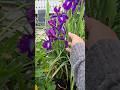 More Lillies Flowers Lillies Ytshorts More Lillies Flowers Lillies Ytshorts