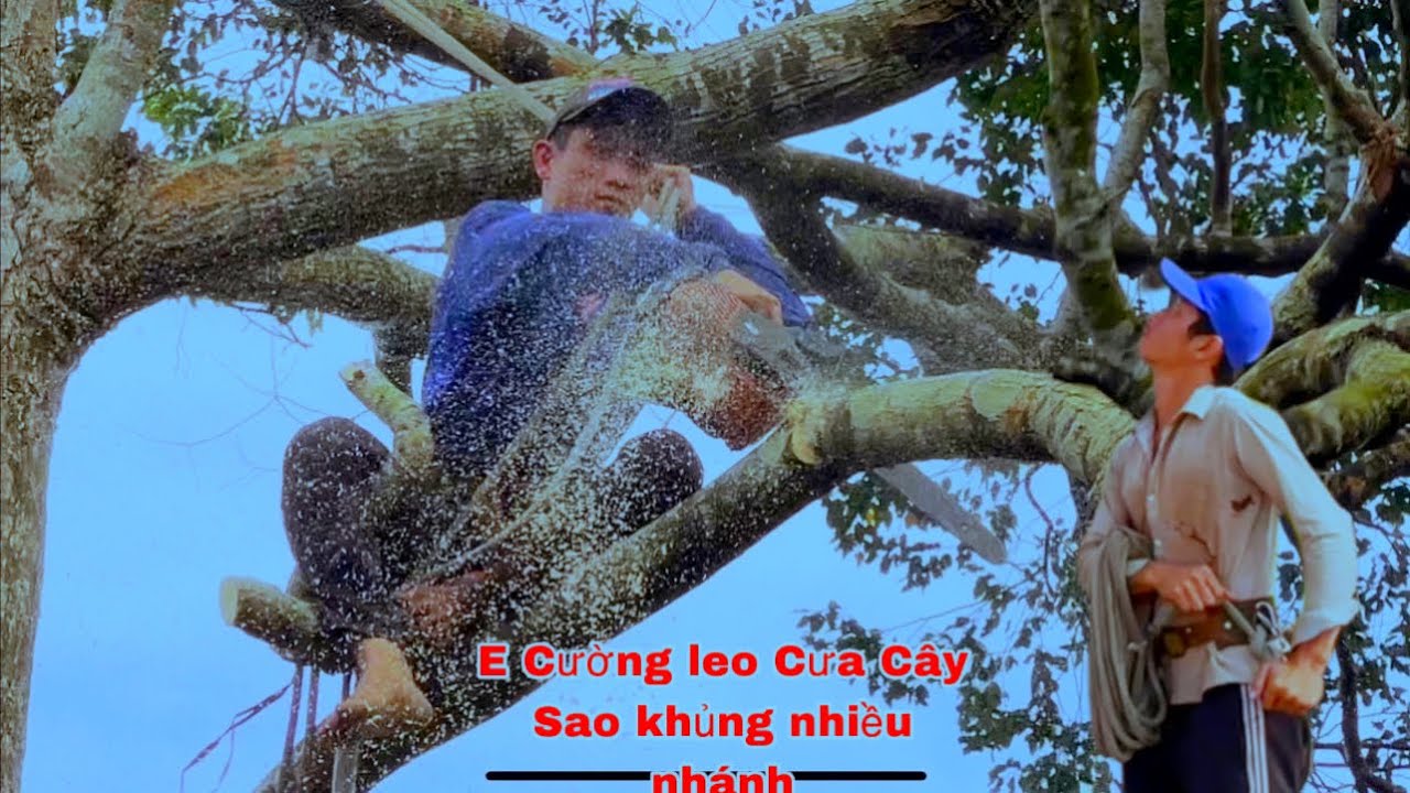 E Cường leo Cưa Cây Sao đen siêu khủng 