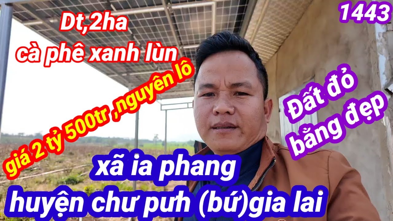 Dt, 2ha  cà phê đất đỏ có điện giá 2 tỷ 500tr xã ia phang huyện chư pưh (bứ) gia lai