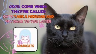 Dogs respond immediately, while Cats reply at their convenience by ArmaCats 168 views 1 month ago 4 minutes, 35 seconds